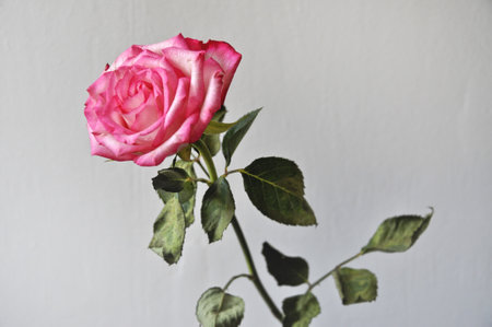 A single pink rose flower, close-up on the head of the flowerの写真素材