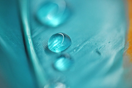 water droplets on colorful dyed duck feathers close-up on dewの写真素材