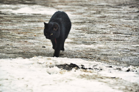 The black cat walks through the snow and looks sidewaysの写真素材