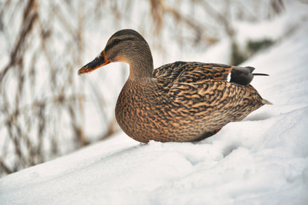 Female mallard duck wades and walks through snowdrifts in winterの写真素材