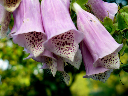purple pink violet foxglove digitalis flower with green background bell flower danglingの写真素材