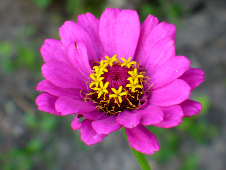 single purple zinnia flower beautiful green leaves brown groundの写真素材