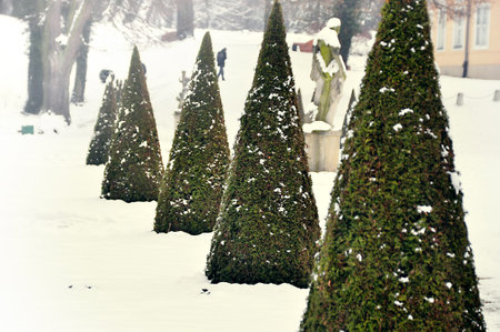 Green cypress trees in a row in the shape of triangular cones in a winter garden, lots of snowの写真素材