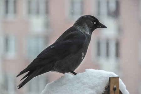 A gray bird jackdaw sits on a feeder on the balconyの写真素材