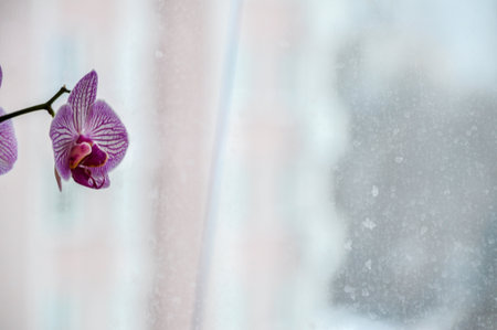 A pink potted orchid flower, fully bloomed and beautifulの写真素材
