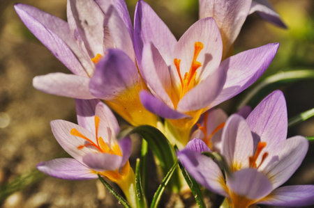 Purple crocus flowers bloom in spring on a meadow in the grass