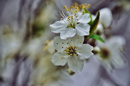 Mirabelle flower fully bloomed on a branch in springの写真素材