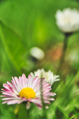 A single white and pink daisy flower blooming in grass on a meadowの写真素材