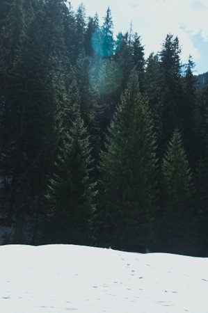 Green conifer trees, forest in the mountains on a sunny winter day, landscape covered with snow.の写真素材