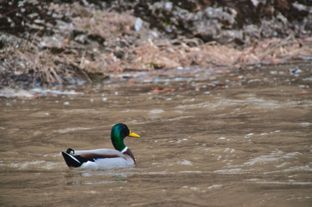 A wild duck with a green head swims in a dirty river on a cloudy dayの写真素材