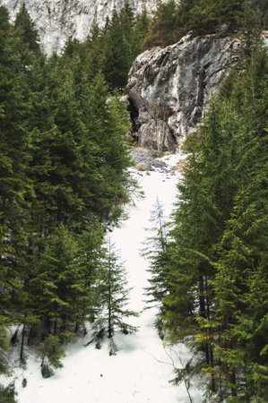Coniferous trees among the snow, winter mountain landscape Tatra Polandの写真素材