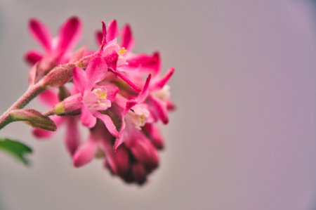 A close-up of pink blooming flowers of a blood currant outdoorsの写真素材