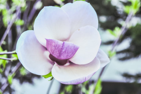 A pink delicate magnolia flower in spring on a branchの写真素材