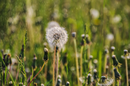Dandelion puffballs, seeds on a green meadow on a sunny spring day, with dew dropsの写真素材
