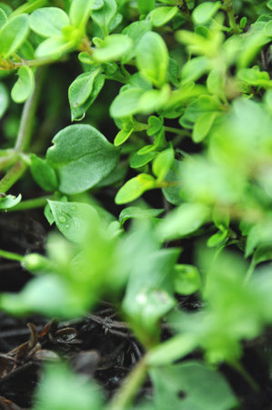 Green young plant leaves grow in the soil developing close-up