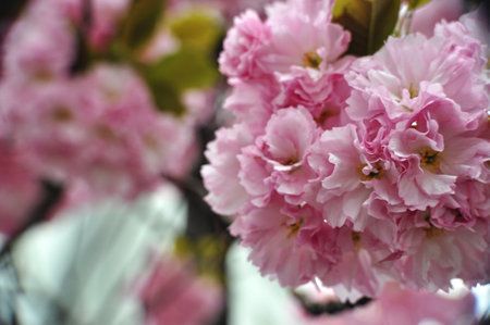 Pink flowers blooming on a tree in spring in an urban spaceの写真素材