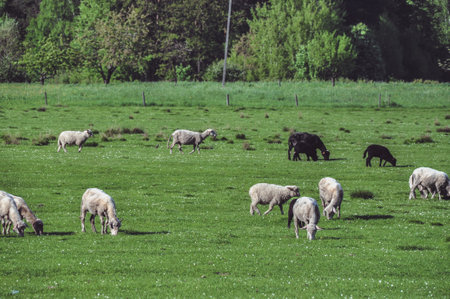 A flock of white sheep grazing on green grass in a meadow.