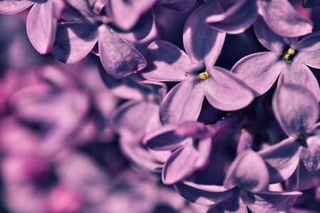 Close-up of pink and purple flowers and developing buds on lilac branchesの写真素材