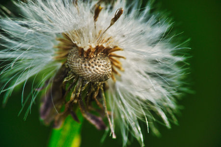 Close-up of dandelion seeds on the flower