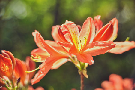 Close-up of large fully bloomed and developed orange azalea rhododendron flowers in springの写真素材