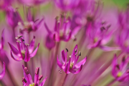 Close-up of flowers blooming in the spring in the botanical garden