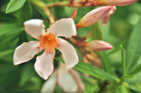 A single white cream-colored fully bloomed oleander flower, close-up in spring