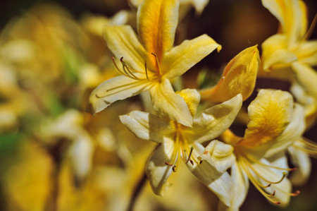 Close-up of large fully bloomed yellow azalea flowers in springの写真素材