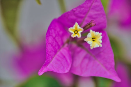 Colorful pink and purple fully bloomed spring bougainvillea flower close-up botanical garden