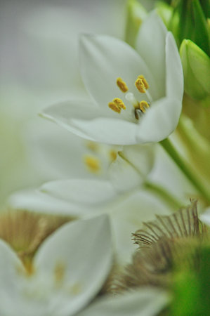 Close-up of white elderflowers in a modest spring bouquetの写真素材
