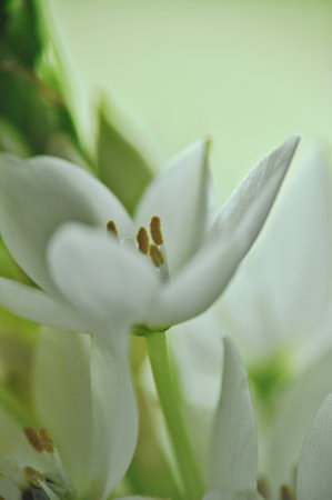 Close-up of white elderflowers in a modest spring bouquetの写真素材