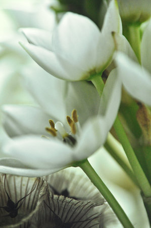 Close-up of white elderflowers in a modest spring bouquetの写真素材