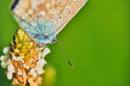A blue butterfly (Polyommatus icarus) sits on a white blooming wild clover flower in spring