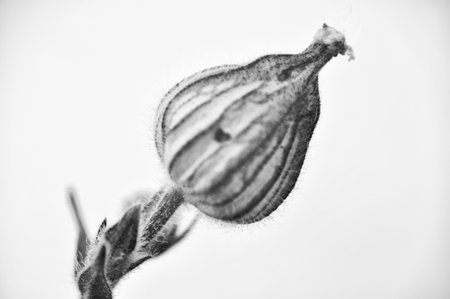 Monochrome close-up of a flowerhead filled with seeds, a wild plant on the meadow in springの写真素材