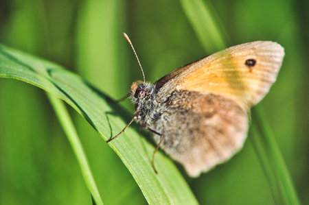 A brown-orange skipper butterfly (female) sits on a green branch in spring