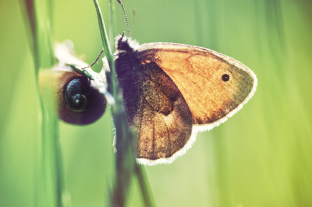A brown-orange skipper butterfly and a snail sit on a green branch in springの写真素材