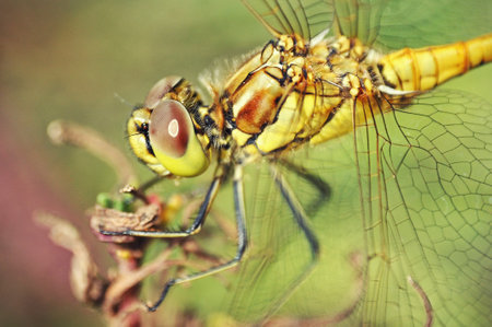 A large yellow-green dragonfly sits on a branch against a green background, close-upの写真素材