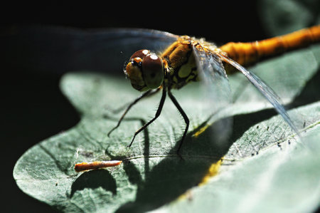A large yellow dragonfly sits on a green leaf, casting deep shadows with high contrastの写真素材