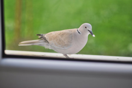A gray dove (turtle dove) sits on the external windowsill behind the windowの写真素材