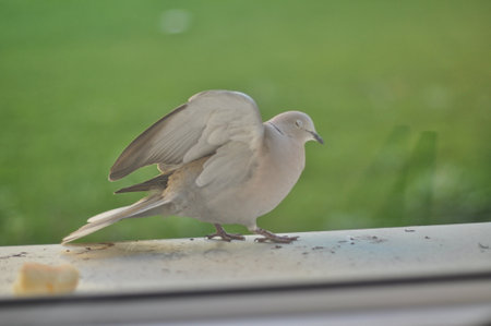 A gray dove (turtle dove) sits on the external windowsill behind the windowの写真素材