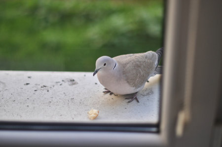 A gray dove (turtle dove) sits on the external windowsill behind the window