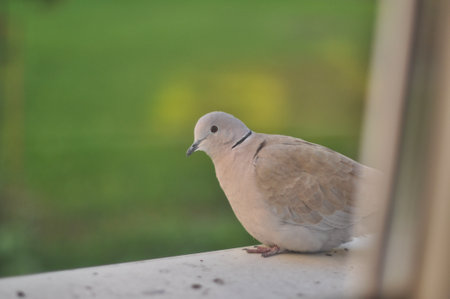 A gray dove (turtle dove) sits on the external windowsill behind the window