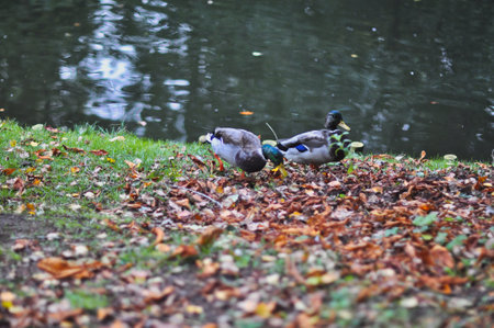 A captivating scene unfolds as two ducks gracefully walk amidst a vibrant carpet of dry, fallen...
