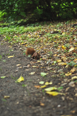 A vibrant red squirrel is captured actively foraging in the green grass of a park, surrounded by a scattering of colorful autumn leaves. The image conveys a sense of natural energy and beauty, perfect for themes related to wildlife, autumn, and park life.の写真素材