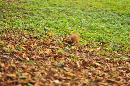 A vibrant red squirrel is captured actively foraging in the green grass of a park, surrounded by a scattering of colorful autumn leaves. The image conveys a sense of natural energy and beauty, perfect for themes related to wildlife, autumn, and park life.の写真素材