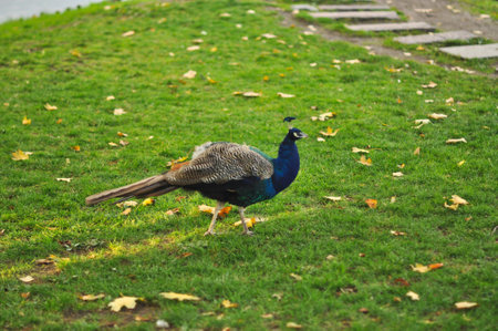 A captivating image showcases a male peacock in full profile, its iridescent plumage shimmering under the sunlight. The majestic bird gracefully walks across a lush green lawn, displaying its rich colors and impressive tail feathers. This photograph embodies elegance and natural serenity, making it perfect for projects related to wildlife, exotic animals, home decor, educational materials, and publications seeking stunning natural beauty. Ideal for backgrounds, illustrations, or any design needing a vibrant and eye-catching focal pointの写真素材