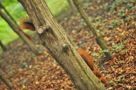 This charming image captures two playful red squirrels joyfully interacting on a textured tree...