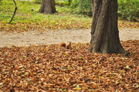A vibrant red squirrel is captured actively foraging in the green grass of a park, surrounded by a scattering of colorful autumn leaves. The image conveys a sense of natural energy and beauty, perfect for themes related to wildlife, autumn, and park life.の写真素材