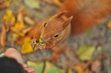 A charming red squirrel fearlessly approaches a pair of outstretched human hands, gently taking an...