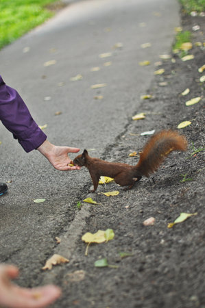 A charming red squirrel boldly approaches outstretched human hands, creating a heartwarming scene of interaction between wildlife and people. The image captures the squirrel's curious and trusting nature as it seeks a treat or connection. The soft focus on the background emphasizes the delicate moment, ideal for themes of animal interaction, trust, wildlife, and the beauty of nature's encountersの写真素材