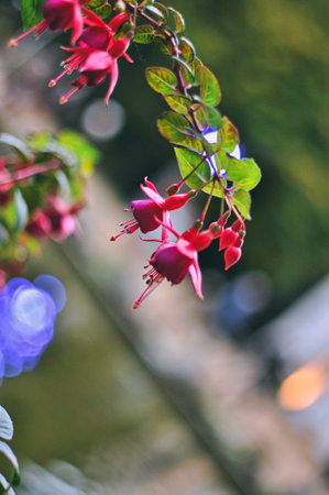 A captivating close-up reveals the intricate beauty of pink-purple fuchsia flowers. The delicate...